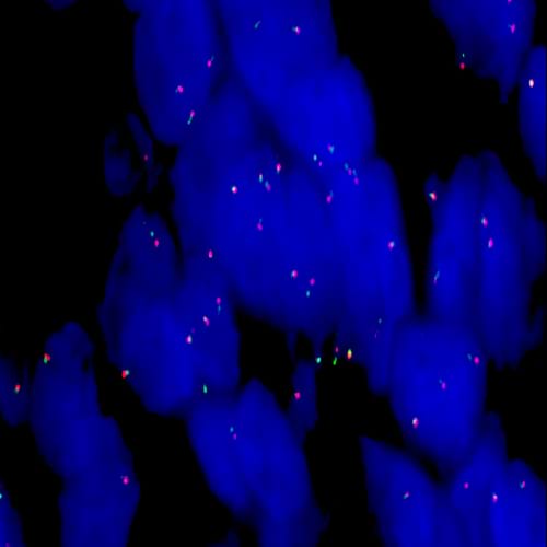 Bilde av Leica Prober