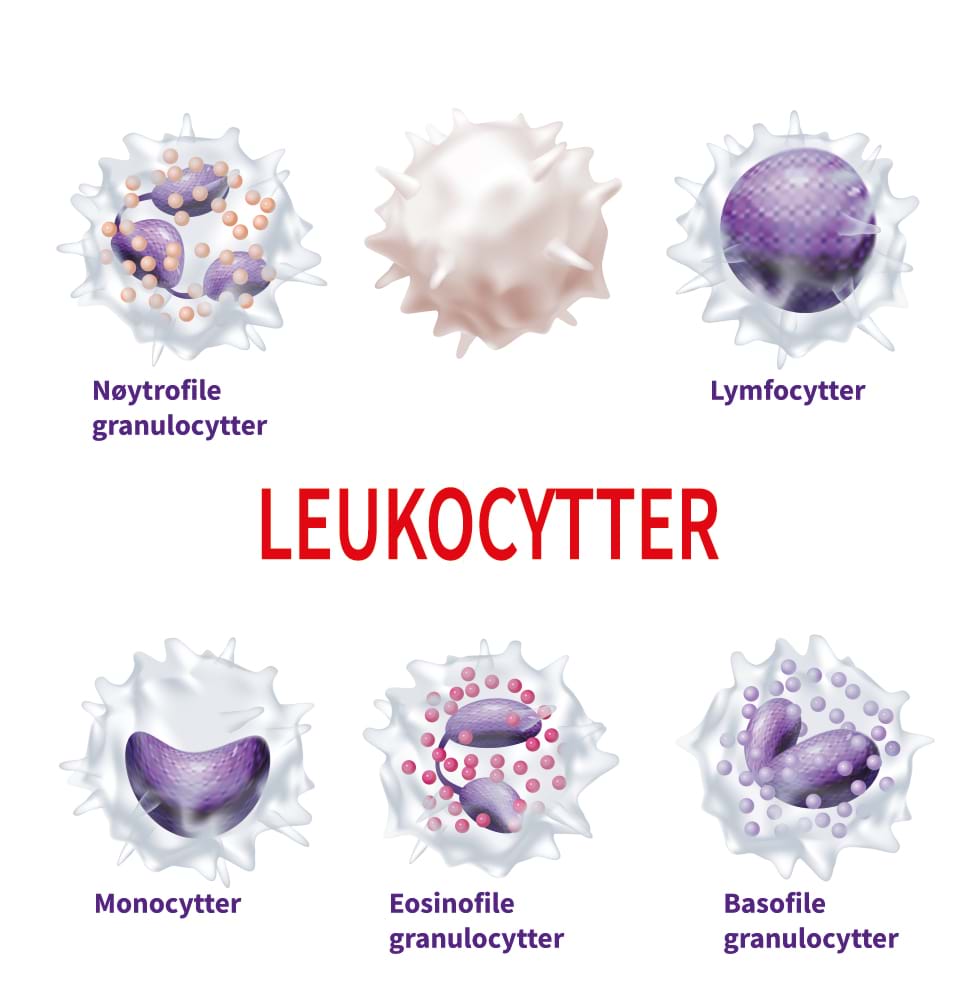 Leukocytter med eosinofile granulocytter i midten